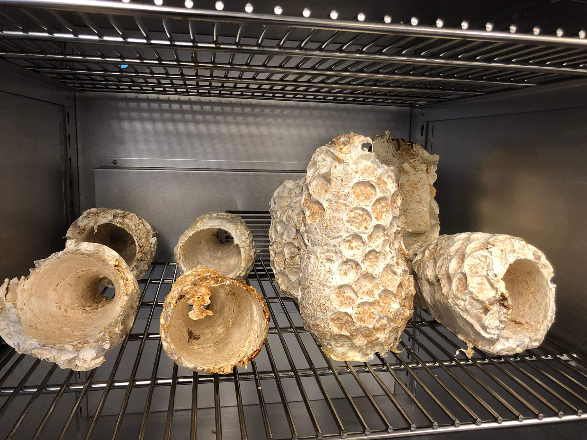 Mycelium lampshades in the curing oven